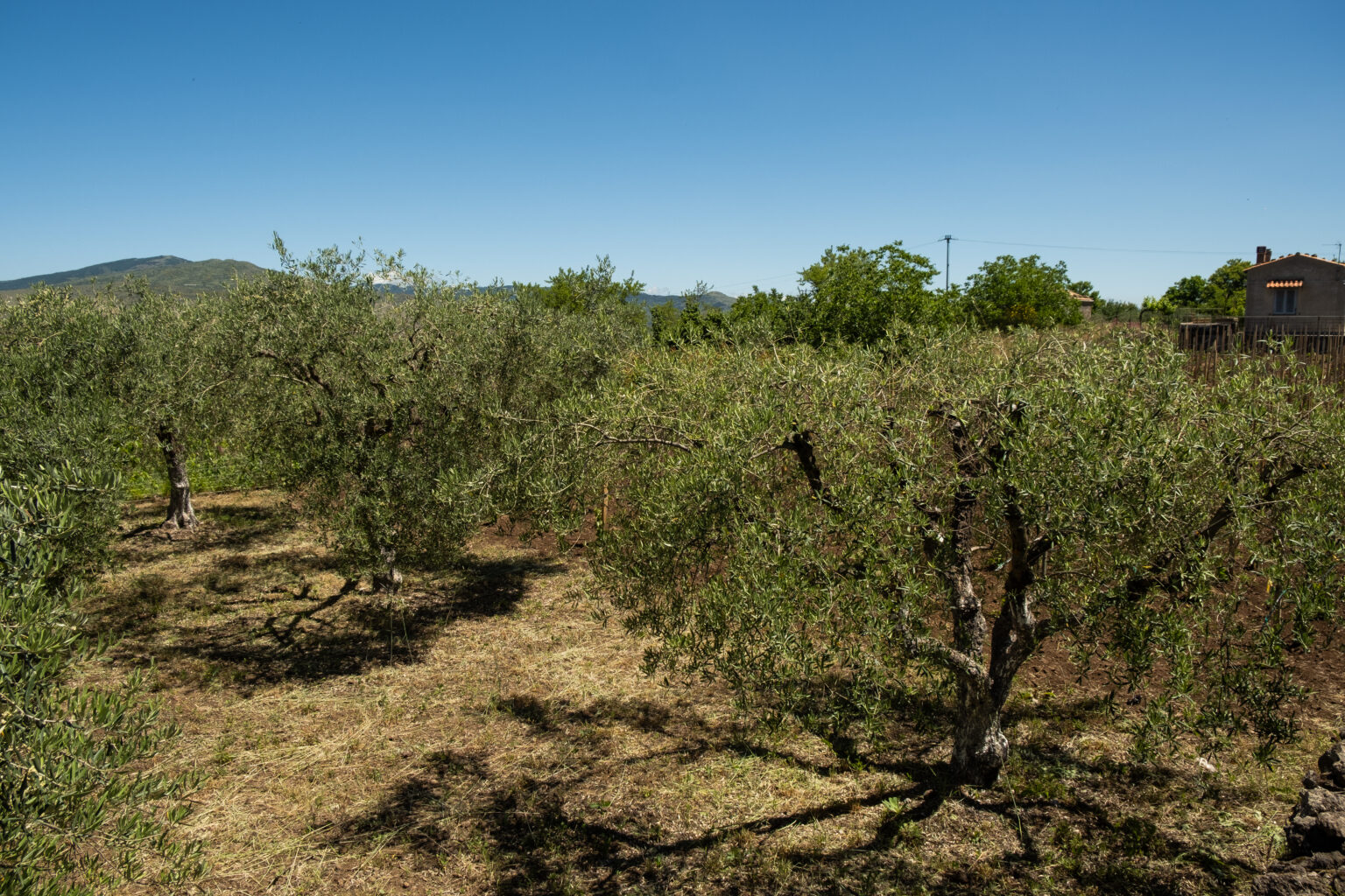 Why choose an artisanal extra virgin olive oil from Etna? - Famiglia ...
