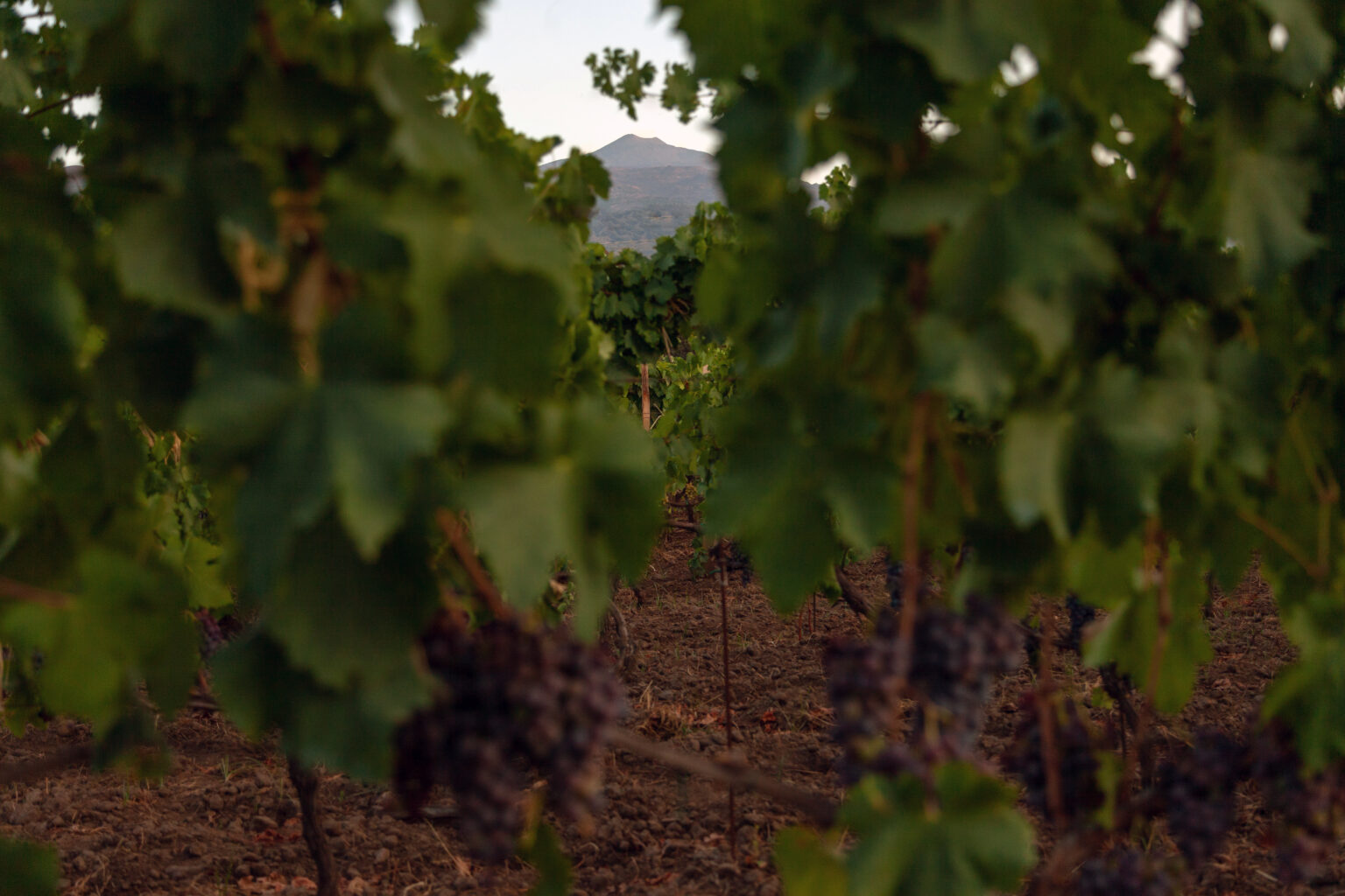 How Etna's Climate Shapes the Profile of Our Wines - Famiglia Statella